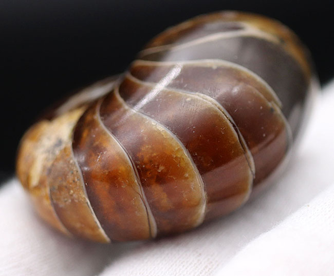 濃い飴色が美しい、古生代から現世まで続いてきた「生きた化石」オウムガイ(Nautilus)の化石(その5)