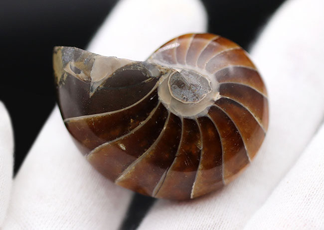 濃い飴色が美しい、古生代から現世まで続いてきた「生きた化石」オウムガイ（Nautilus）の化石（その6）