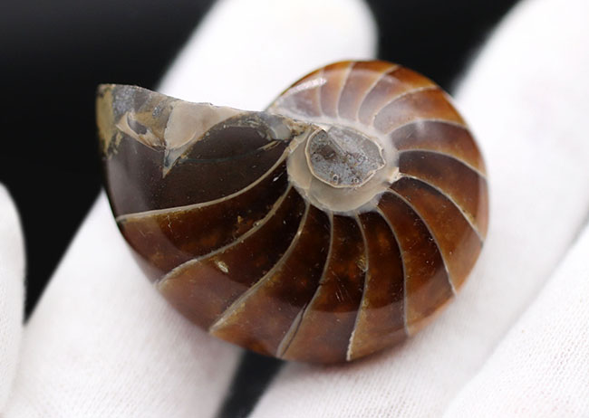 濃い飴色が美しい、古生代から現世まで続いてきた「生きた化石」オウムガイ(Nautilus)の化石(その6)