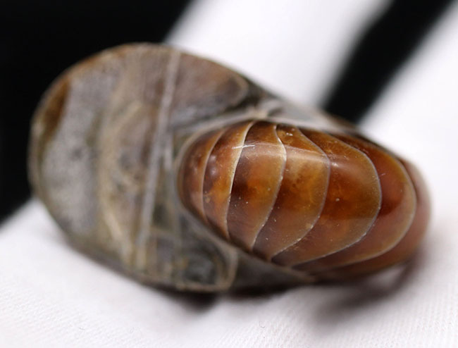 濃い飴色が美しい、古生代から現世まで続いてきた「生きた化石」オウムガイ(Nautilus)の化石(その7)
