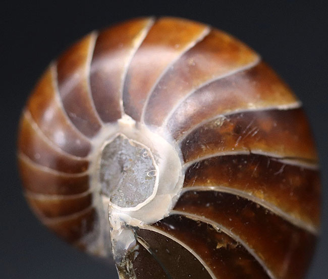 濃い飴色が美しい、古生代から現世まで続いてきた「生きた化石」オウムガイ（Nautilus）の化石（その8）