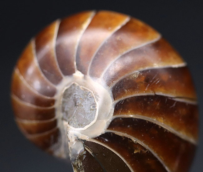 濃い飴色が美しい、古生代から現世まで続いてきた「生きた化石」オウムガイ(Nautilus)の化石(その8)