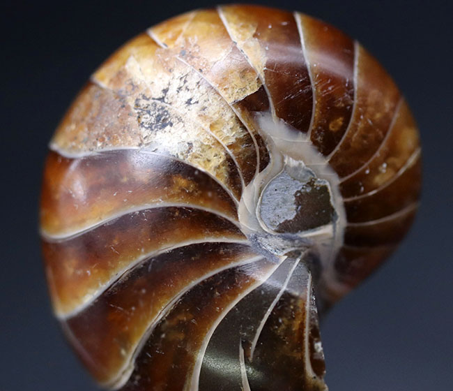 濃い飴色が美しい、古生代から現世まで続いてきた「生きた化石」オウムガイ(Nautilus)の化石(その9)