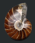 濃い飴色が美しい、古生代から現世まで続いてきた「生きた化石」オウムガイ（Nautilus）の化石