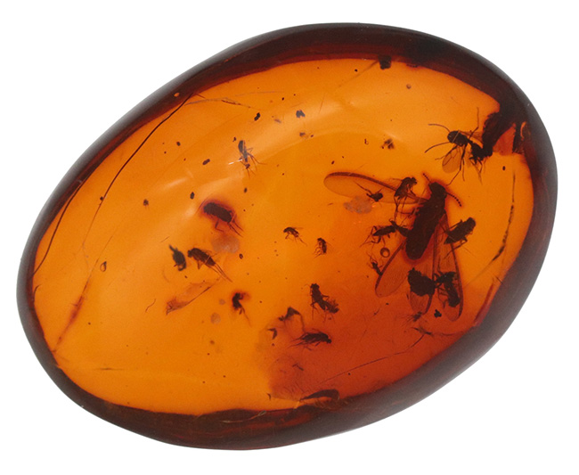 ビッグサイズ!濃い飴色が美しい!多数の虫が内包!およそ3000万年前の虫を内包した内包したドミニカ産琥珀(Amber)(その2)