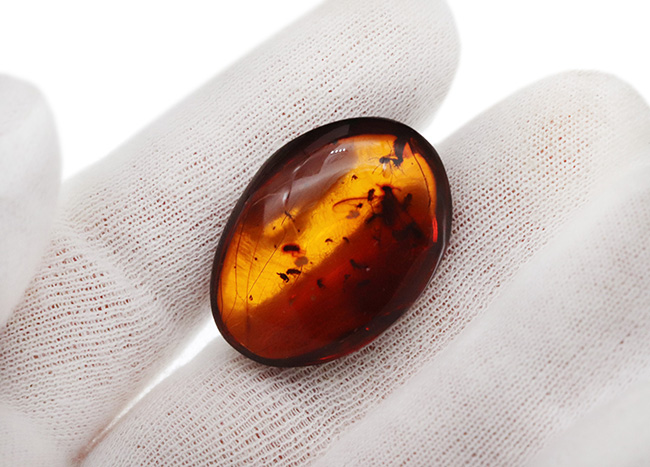 ビッグサイズ!濃い飴色が美しい!多数の虫が内包!およそ3000万年前の虫を内包した内包したドミニカ産琥珀(Amber)(その3)