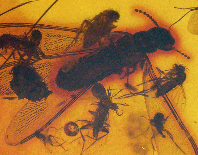 ビッグサイズ!濃い飴色が美しい!多数の虫が内包!およそ3000万年前の虫を内包した内包したドミニカ産琥珀(Amber)(その4)
