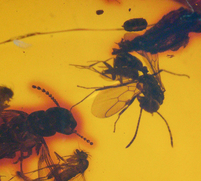 ビッグサイズ!濃い飴色が美しい!多数の虫が内包!およそ3000万年前の虫を内包した内包したドミニカ産琥珀(Amber)(その5)