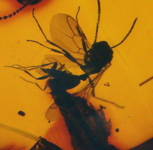ビッグサイズ!濃い飴色が美しい!多数の虫が内包!およそ3000万年前の虫を内包した内包したドミニカ産琥珀(Amber)(その7)