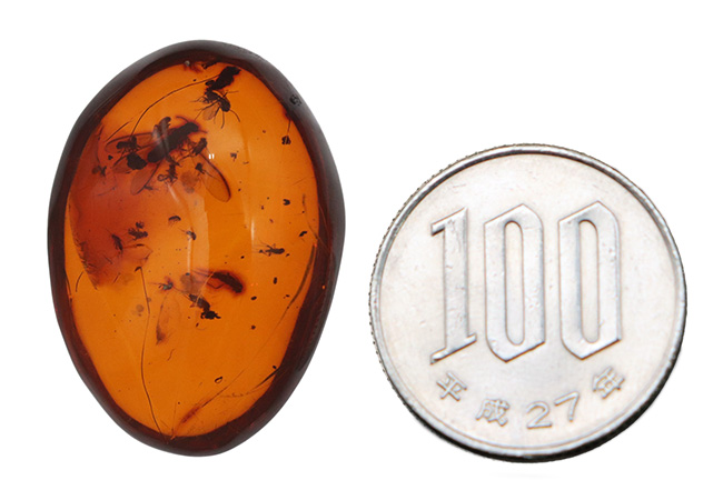 ビッグサイズ!濃い飴色が美しい!多数の虫が内包!およそ3000万年前の虫を内包した内包したドミニカ産琥珀(Amber)(その8)