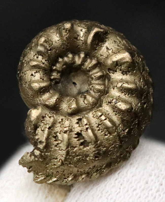 縫合線を残したまま置換！フランス・アヴェイロン産の黄鉄鉱化アンモナイト（Ammonite）（その1）