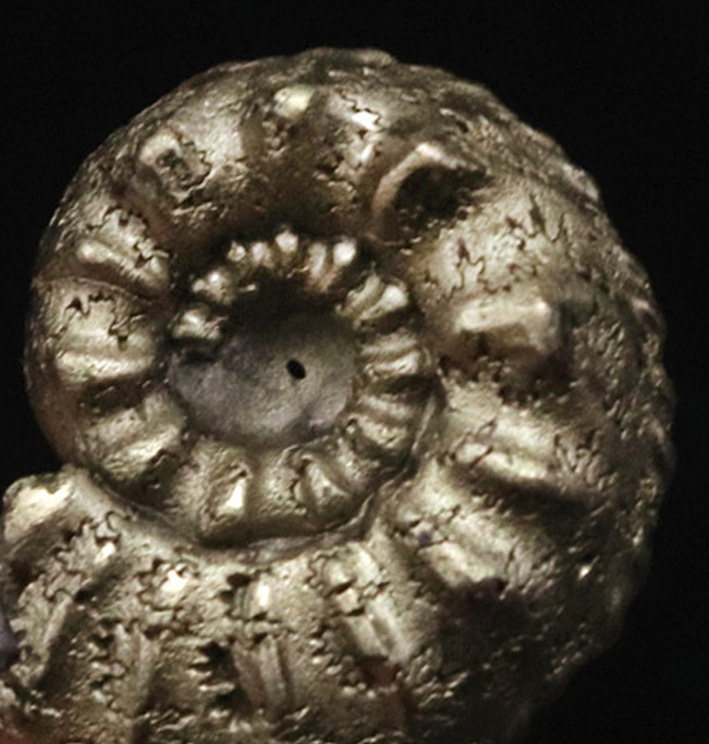 縫合線を残したまま置換!フランス・アヴェイロン産の黄鉄鉱化アンモナイト(Ammonite)(その2)