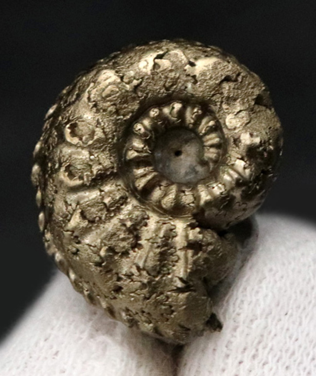 縫合線を残したまま置換!フランス・アヴェイロン産の黄鉄鉱化アンモナイト(Ammonite)(その3)