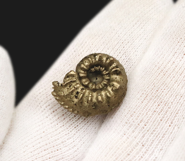 縫合線を残したまま置換!フランス・アヴェイロン産の黄鉄鉱化アンモナイト(Ammonite)(その4)
