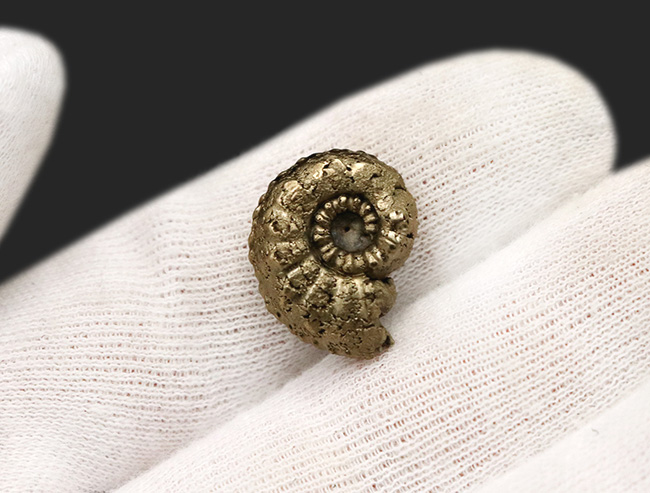 縫合線を残したまま置換！フランス・アヴェイロン産の黄鉄鉱化アンモナイト（Ammonite）（その5）