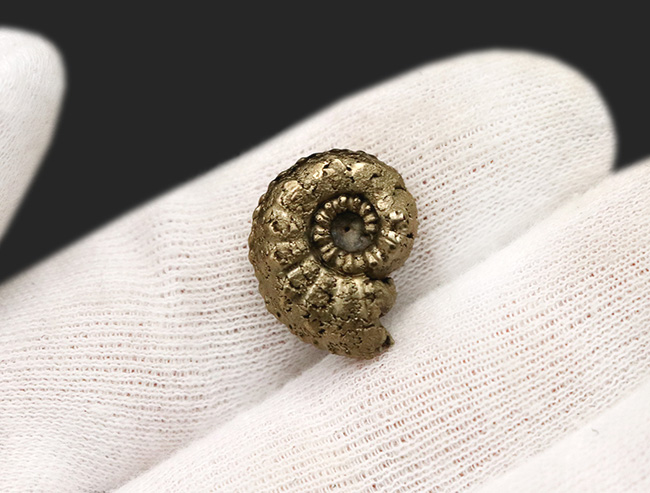 縫合線を残したまま置換!フランス・アヴェイロン産の黄鉄鉱化アンモナイト(Ammonite)(その5)