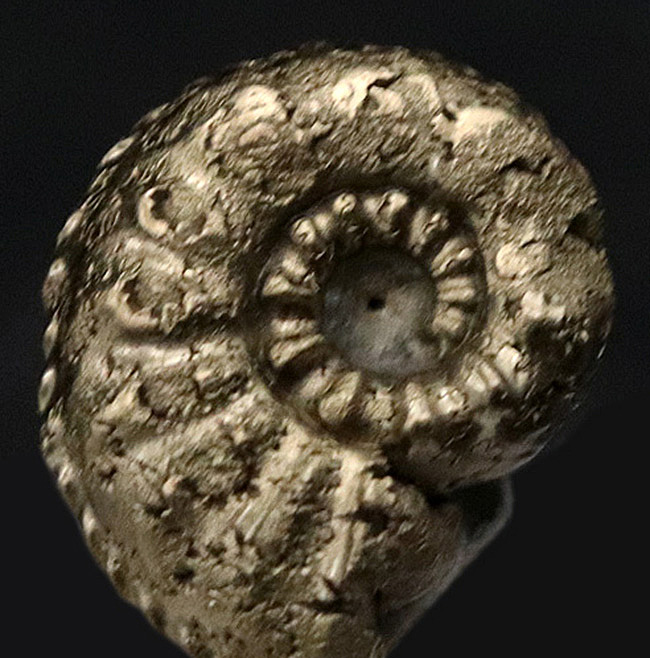 縫合線を残したまま置換!フランス・アヴェイロン産の黄鉄鉱化アンモナイト(Ammonite)(その6)