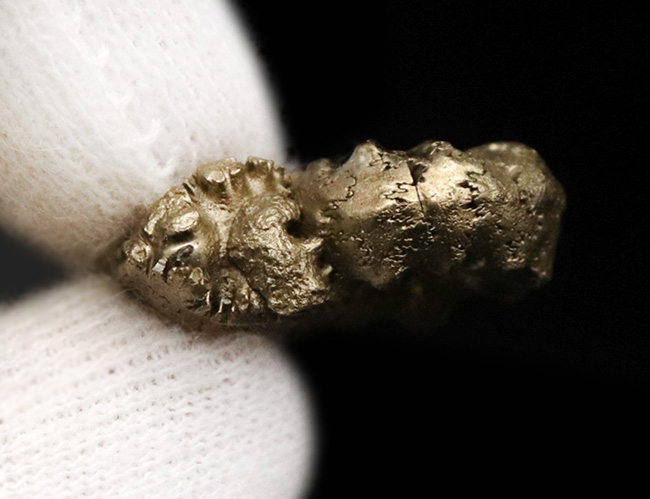 縫合線を残したまま置換!フランス・アヴェイロン産の黄鉄鉱化アンモナイト(Ammonite)(その7)