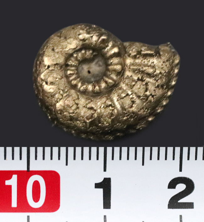 縫合線を残したまま置換!フランス・アヴェイロン産の黄鉄鉱化アンモナイト(Ammonite)(その8)