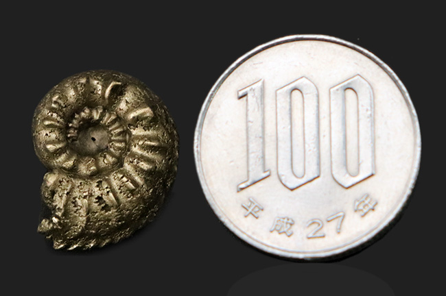 縫合線を残したまま置換!フランス・アヴェイロン産の黄鉄鉱化アンモナイト(Ammonite)(その9)