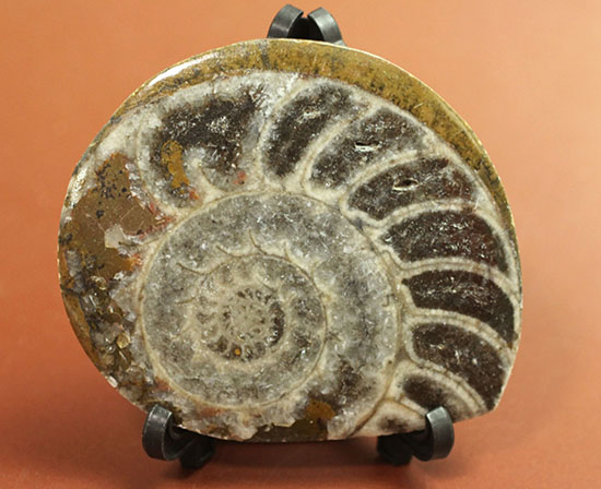 ファーストコレクションにいかがですか？古型の頭足類ゴニアタイト(Goniatite)のスライス標本（その1）