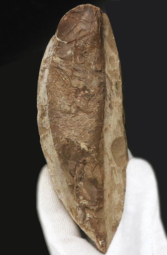 ブラジルの白亜紀の地層より発見された流線型の絶滅古代魚、ラコレピス（Rhacolepis buccalis）の化石（その1）
