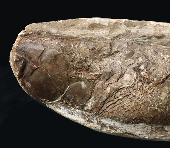 ブラジルの白亜紀の地層より発見された流線型の絶滅古代魚、ラコレピス（Rhacolepis buccalis）の化石（その2）