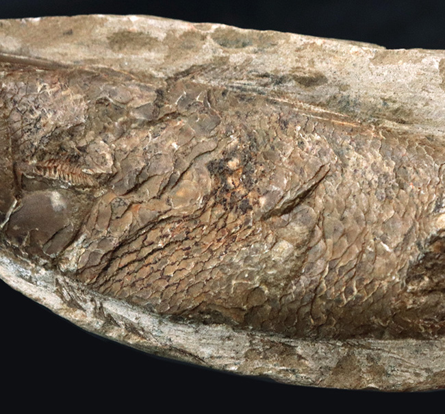 ブラジルの白亜紀の地層より発見された流線型の絶滅古代魚、ラコレピス（Rhacolepis buccalis）の化石（その3）