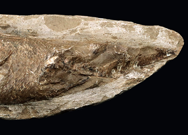 ブラジルの白亜紀の地層より発見された流線型の絶滅古代魚、ラコレピス（Rhacolepis buccalis）の化石（その4）