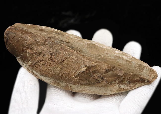 ブラジルの白亜紀の地層より発見された流線型の絶滅古代魚、ラコレピス