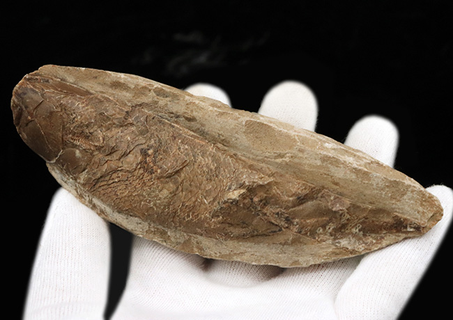 ブラジルの白亜紀の地層より発見された流線型の絶滅古代魚、ラコレピス（Rhacolepis buccalis）の化石（その5）