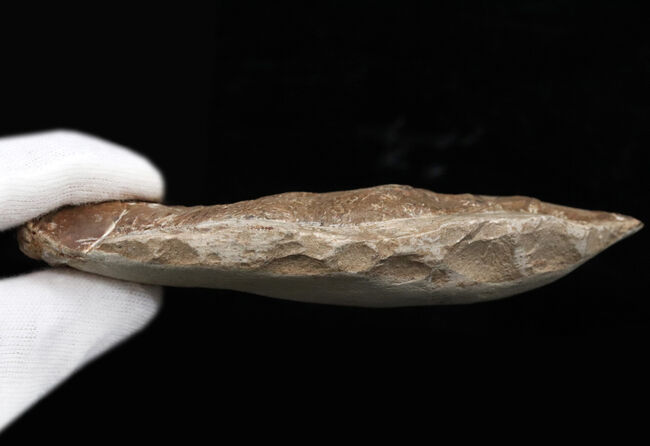 ブラジルの白亜紀の地層より発見された流線型の絶滅古代魚、ラコレピス（Rhacolepis buccalis）の化石（その6）