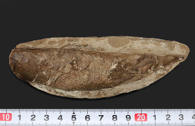 ブラジルの白亜紀の地層より発見された流線型の絶滅古代魚、ラコレピス（Rhacolepis buccalis）の化石（その7）