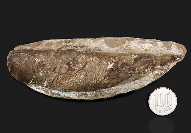 ブラジルの白亜紀の地層より発見された流線型の絶滅古代魚、ラコレピス（Rhacolepis buccalis）の化石（その8）