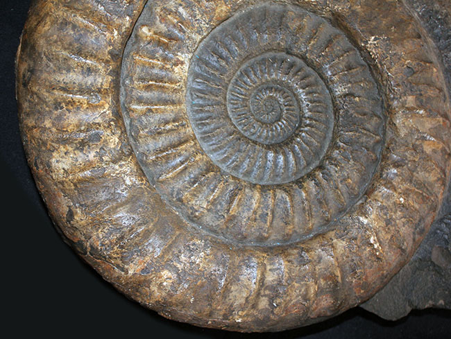 直径最大部３５センチ、重量にして８キロを超える非常に巨大なアンモナイト、アリエチテス。個人で扱える重さです（その4）