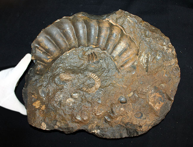 ⬜︎アンモナイト化石（ナウマンニ）重さ　約1.9kg ⬜︎アンモナイト化石（ナウマンニ）重さ 約1.9kg その他