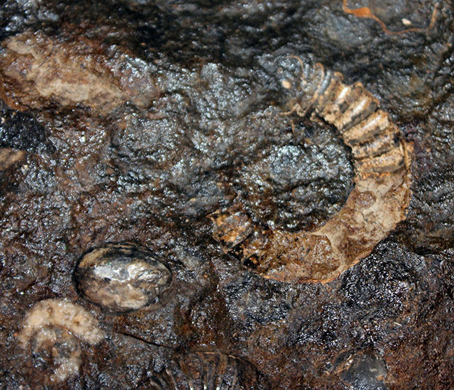 直径最大部３５センチ、重量にして８キロを超える非常に巨大なアンモナイト、アリエチテス。個人で扱える重さです（その9）