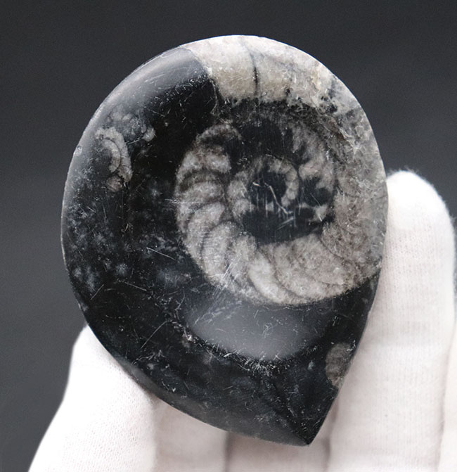 ファーストコレクションにいかがでしょうか？サービスプライス。ゴニアタイト（Goniatite）の殻の化石。（その1）