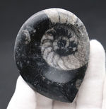 ファーストコレクションにいかがでしょうか？サービスプライス。ゴニアタイト（Goniatite）の殻の化石。