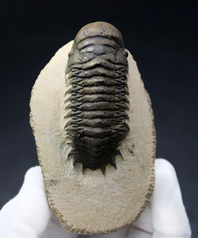 人気!芋虫のような立体的なフォルムが人気の、モロッコ産の三葉虫、クロタロセファルス・ギブス(Crotalocephalus gibbus)(その1)
