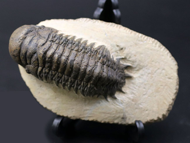 人気!芋虫のような立体的なフォルムが人気の、モロッコ産の三葉虫、クロタロセファルス・ギブス(Crotalocephalus gibbus)(その11)