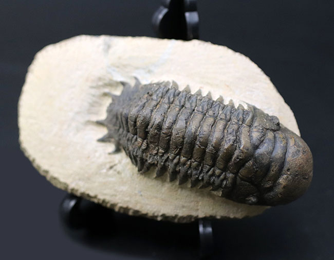 人気!芋虫のような立体的なフォルムが人気の、モロッコ産の三葉虫、クロタロセファルス・ギブス(Crotalocephalus gibbus)(その12)