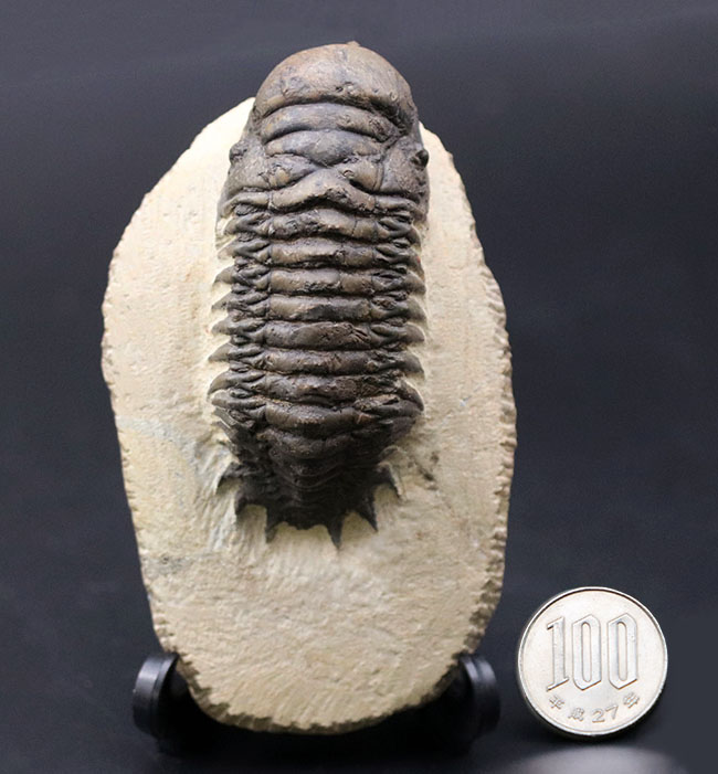 人気！芋虫のような立体的なフォルムが人気の、モロッコ産の三
