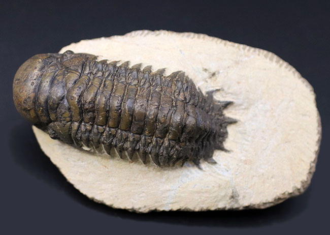 人気!芋虫のような立体的なフォルムが人気の、モロッコ産の三葉虫、クロタロセファルス・ギブス(Crotalocephalus gibbus)(その3)