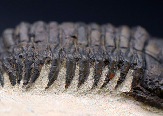 人気！芋虫のような立体的なフォルムが人気の、モロッコ産の三葉虫