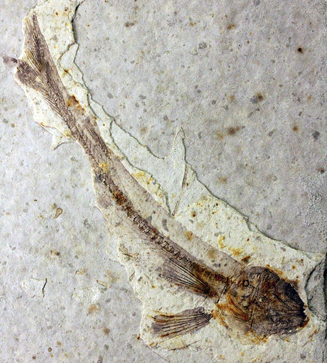 白亜紀の絶滅古代魚、中国産リコプテラ(Lycoptera sp.)の全身化石(その1)