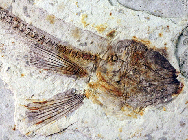 白亜紀の絶滅古代魚、中国産リコプテラ(Lycoptera sp.)の全身化石(その10)
