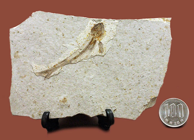 白亜紀の絶滅古代魚、中国産リコプテラ(Lycoptera sp.)の全身化石(その11)