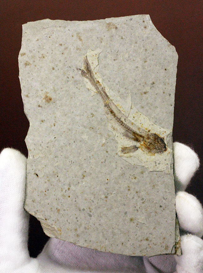 白亜紀の絶滅古代魚、中国産リコプテラ（Lycoptera sp.）の全身化石（その2）