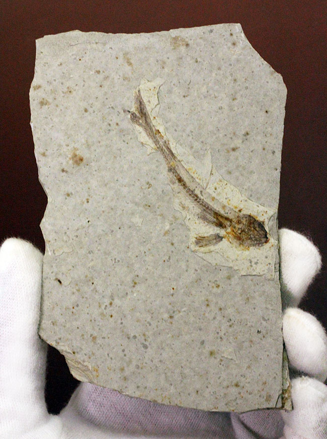 白亜紀の絶滅古代魚、中国産リコプテラ(Lycoptera sp.)の全身化石(その2)
